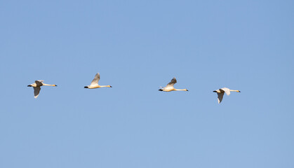swans in flight