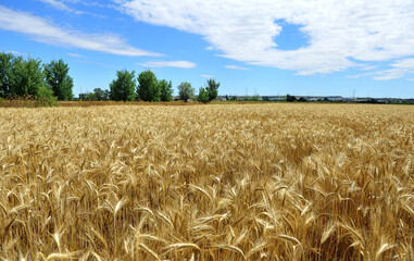 un campo de trigo en españa