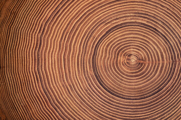 beautiful cut tree trunk with annual rings and cracks. wood texture background - 479644742