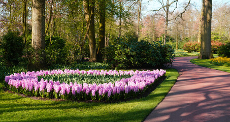 A flower bed with a border of pink hyacinths in the Keukenhof gardens, the Netherlands. In the center are tulips that are not yet in bloom.