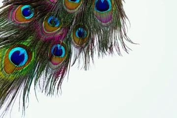  Beautiful bright peacock feathers on white background © New Africa