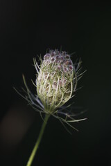 wild carrot flower