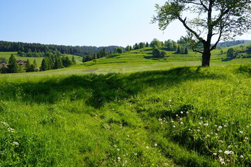 Zielony krajobraz niskich gór z drzewem na pierwszym planie