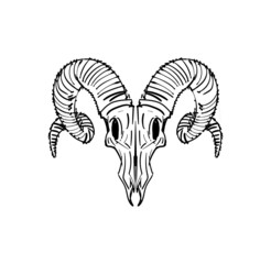Goat skull hand drawing. Goat head skeleton. Vector illustration