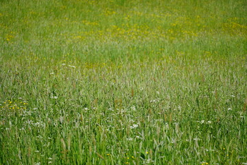 Trawa, pattern, texture, pole trawy, meadow