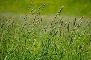 Trawa, pattern, texture, pole trawy, meadow © Damian