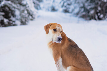 A dog on a winter hunt