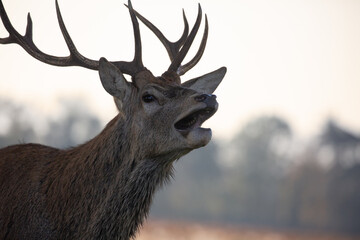 Close up of a red deer stag roaring during rutting season in autumn, UK