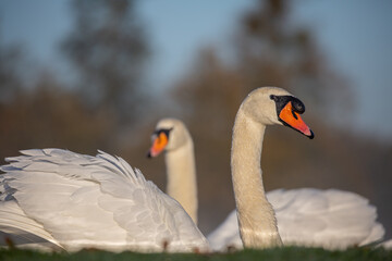 Close-up low angle view of two swans looking in different directions