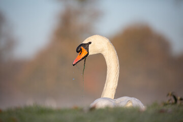 Closeup photo of swan with drops of water and moss hanging of beak