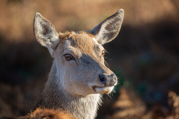 Female red deer staring at camera with big eyes on a sunny morning