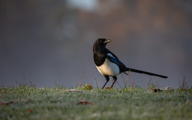 Magpie on the grass looking up with its beak in the air