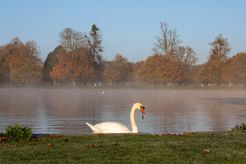 Swan in morning light at a misty lake with blue sky with dripping water and moss hanging off beak