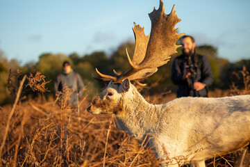 Red deer stag with wildlife photographer behind on a beautiful morning