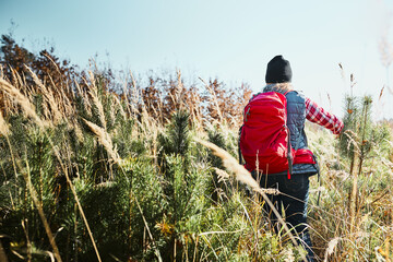 Rear view of young woman hiking on summer sunny day. Woman with backpack hiking through tall grass...