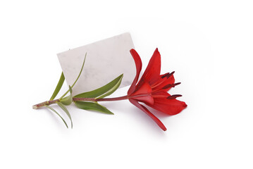 Lilie liegt auf weißem Hintergrund mit Kuvert  zum Beschriften