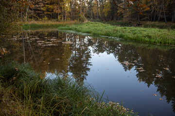 Bright fall foliage on trees in yellow, red, orange and green colors. The rays of the setting sun illuminate the forest. Clean nature, ecology, seasons, environmental protection.