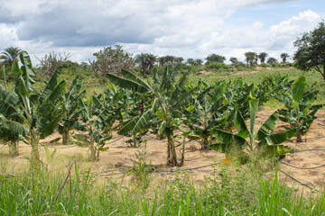 Fototapeta na wymiar .irrigated banana plantation surrounded by several trees