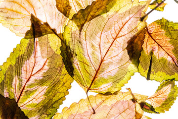 variegated foliages on the white background