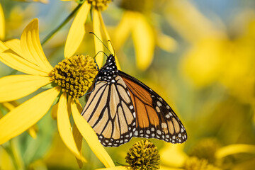 Close-up of monarch butterfly (Danaus plexippus ) sipping nectar from yellow wild sunflower, Pennsylvania