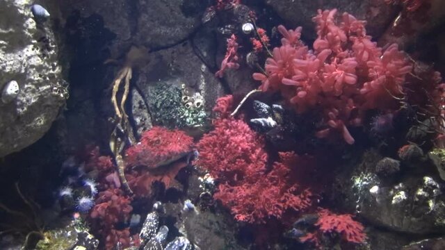 Seahorses in red soft corals. Coral reef of warm seas. Underwater filming, scuba diving, underwater recreation. Life of marine life at the bottom of the ocean