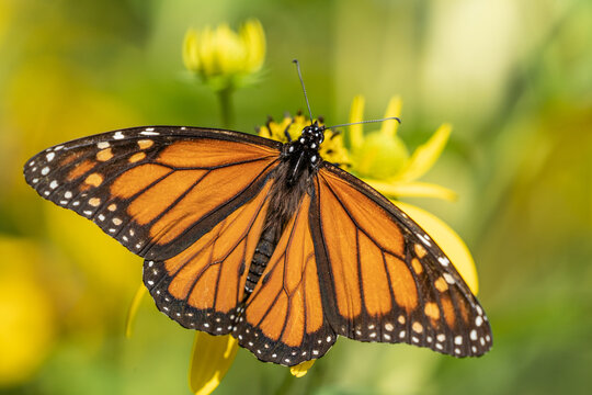 Close-up of monarch butterfly (Danaus plexippus ) sipping nectar from yellow wild sunflower, Pennsylvania