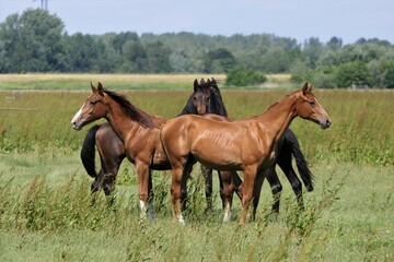 Fototapeta premium Black and brown horses