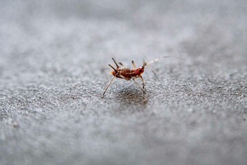 Strange insect, red, aphid