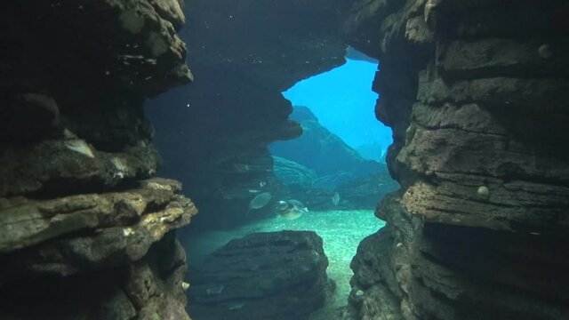Fish swimming in a cave, penguins swimming in a cave, underwater cave, underwater life, shark swimming in the background, underwater rocks, diving, scuba diving, underwater travel