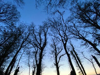 Trees in a park