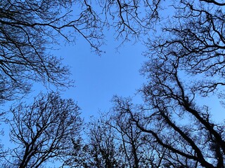 Trees in a park
