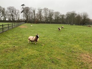 Obraz premium Farm goat