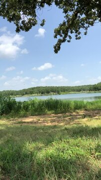 Portrait view of a lake bordered by tree branches and green grass, vertical shot