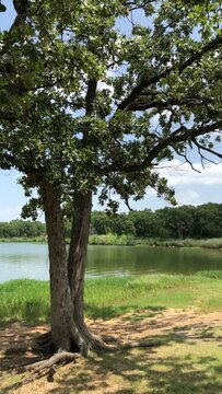 Tree with leaves swaying in the gentle wind by the lake, vertical shot