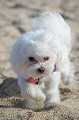 Pies na plaży - obrazy, fototapety, plakaty