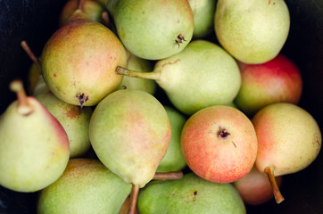Full bucket of freshly picked pears