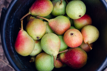 Full bucket of freshly picked pears