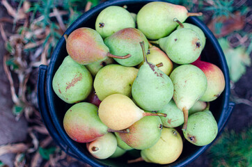 Full bucket of freshly picked pears