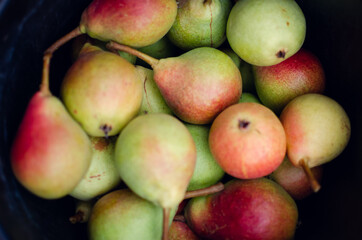 Full bucket of freshly picked pears