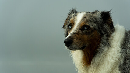 The Dog On The Beach