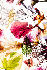 Fototapeta premium dry flowes on the white background