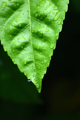 green leaf with water drops