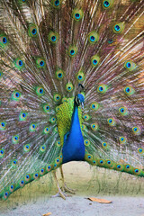 Naklejka premium peacock with feathers out