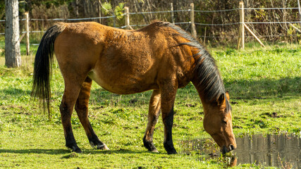 Horses In The Field