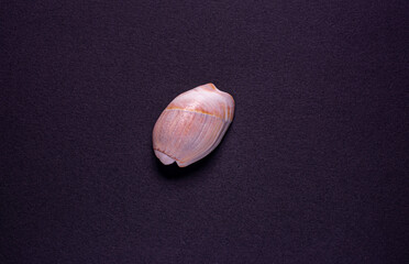 concha sobre fundo preto para decoração ou ornamento