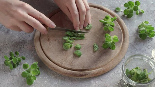 Cutting up fresh silver spurflower twigs - preparation of herbal syrup against common cold