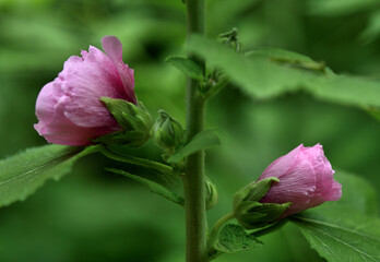 Close-up of pink flowers in the garden in spring
