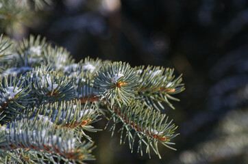 Close up of Spruce Tree Branch