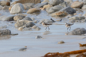 Le bécasseau sanderling