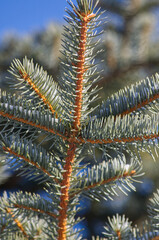 Close up of Spruce Tree Branch